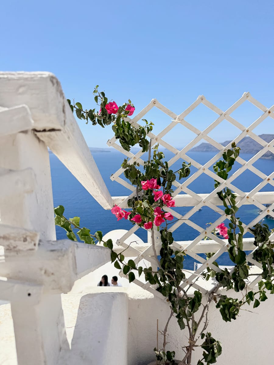 Pink flowers climbing a white lattice above the sea