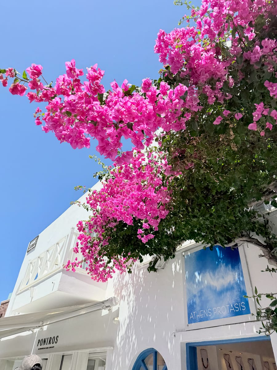 Bougainvillea spilling over a whitewashed building